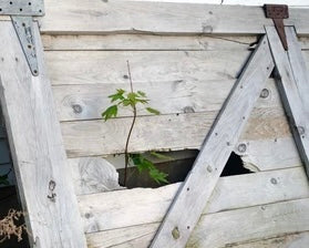 CreatedintheVine